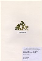 藏品(大葉仙掌藻)的圖片